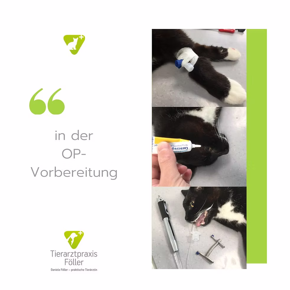 Blogbeitragsbild zur OP-Vorbereitung einer Katze, Zugang für Infussion wird gelegt, dann eine Salbe zur Befeuchtung der Augen in die Augen gegeben und dann ein Beatmungsschlauch in die Lunge eingeführt