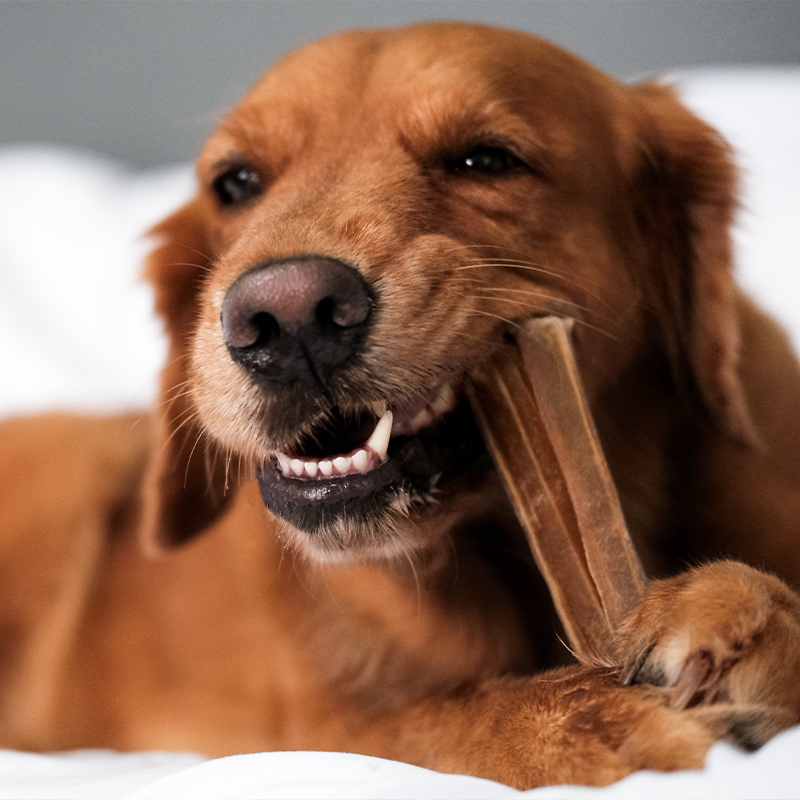 Brauner Hund kaut an einem Kauknochen