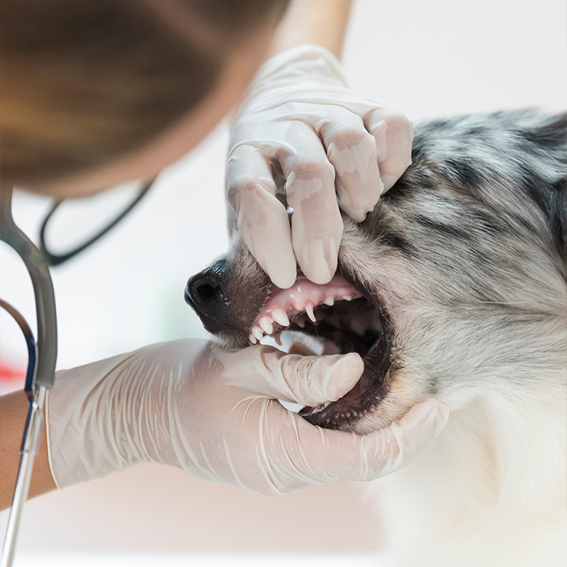 Tieräztin untersucht die Zähne eines Hundes