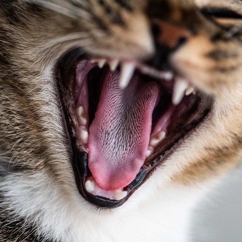 Detailaufnahme einer Katzenschnauze mit Fokus auf die schönen weißen Zähne