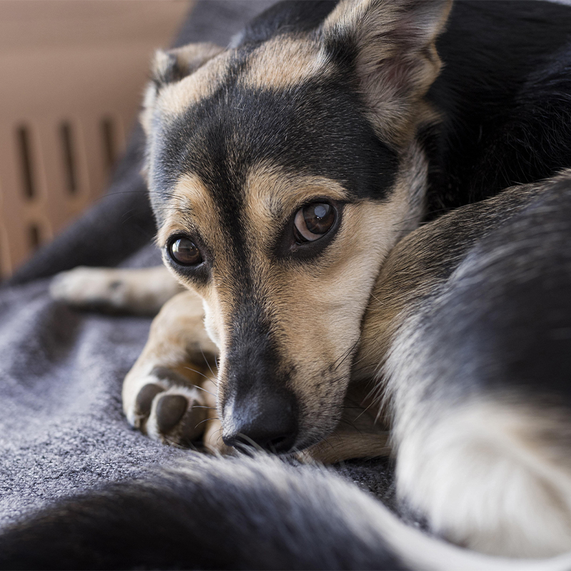 Verängstigter Hund schaut in die Kamera