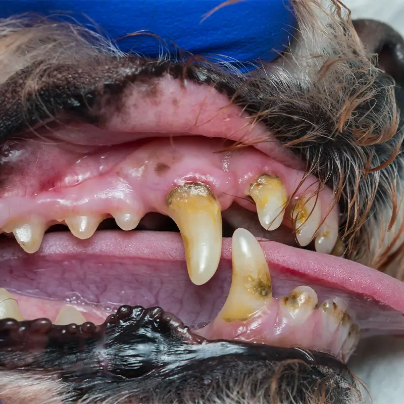 Detailaufnahme einer Hundeschnauze mit Fokus auf die Zähne, vor der Zahnsteinentfernung. Die Zähne sind sehr gelb und dunkel verfärbt