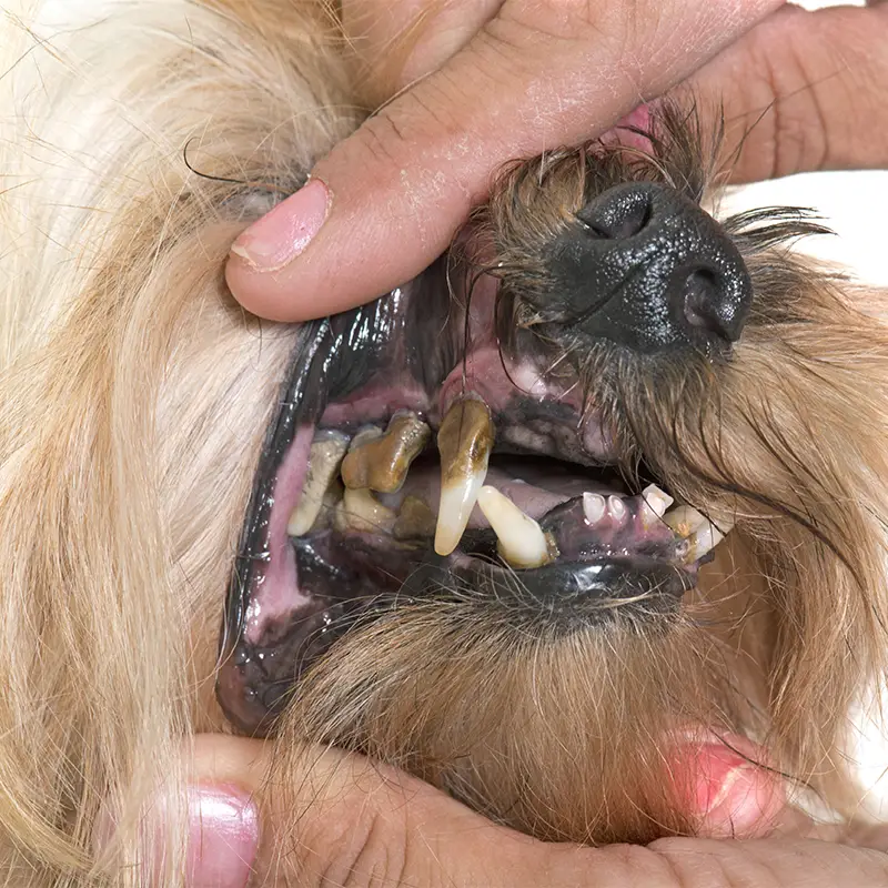 Extremer Zahnstein bei einem Hund, die Zähne sind dunkel verfärbt.
