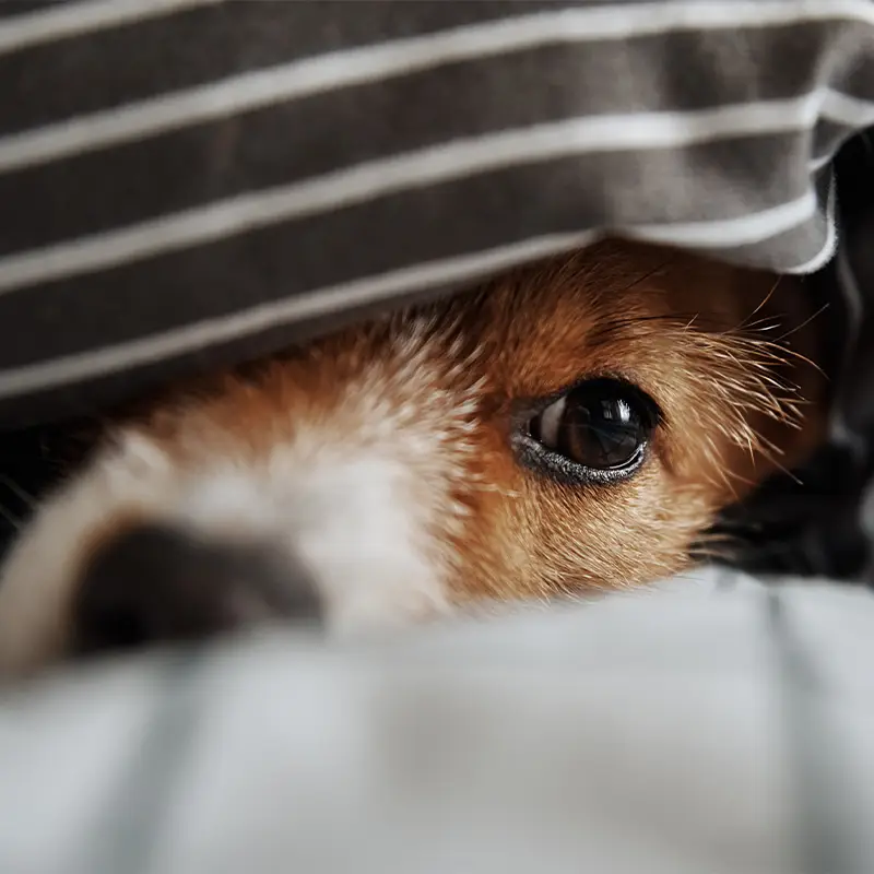 Ängstlicher Hund hat sich unter einer Decke versteckt.