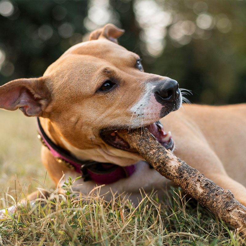 Hund kaut an einem großen Ast