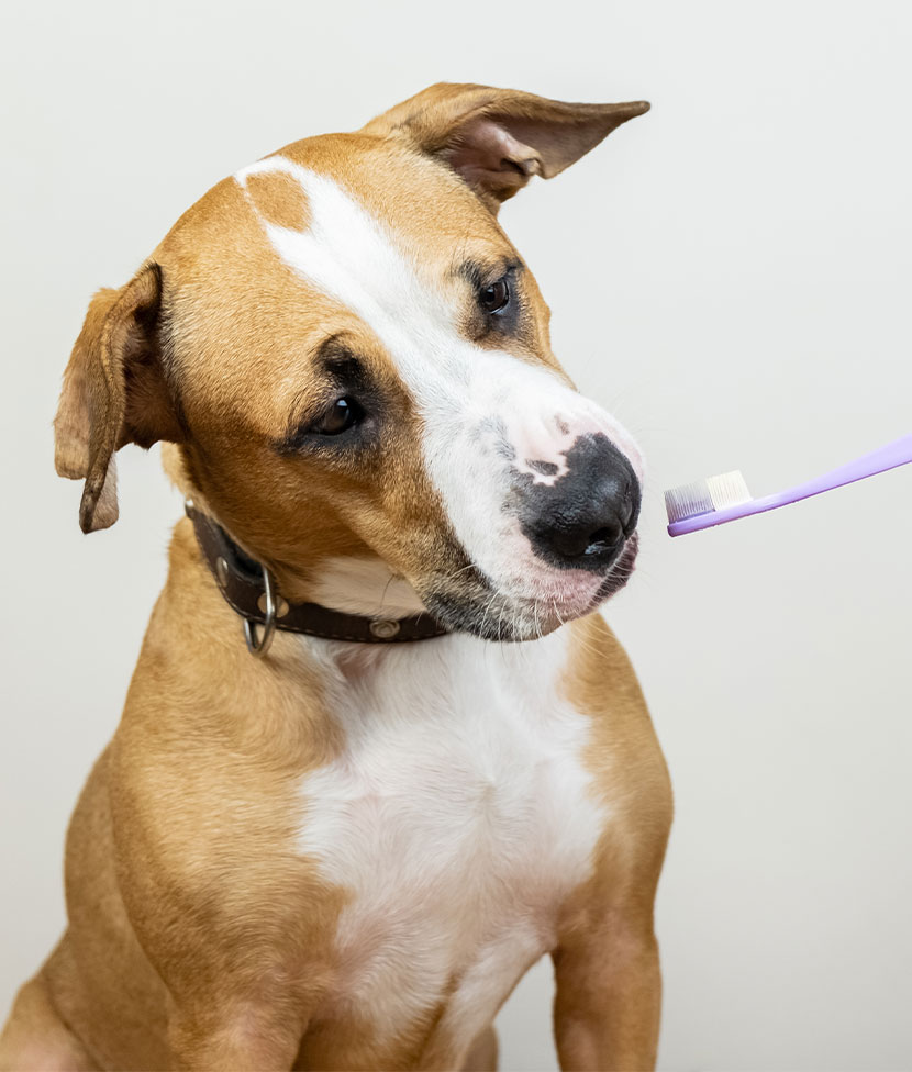 Hund riecht an einer Zahnbürste