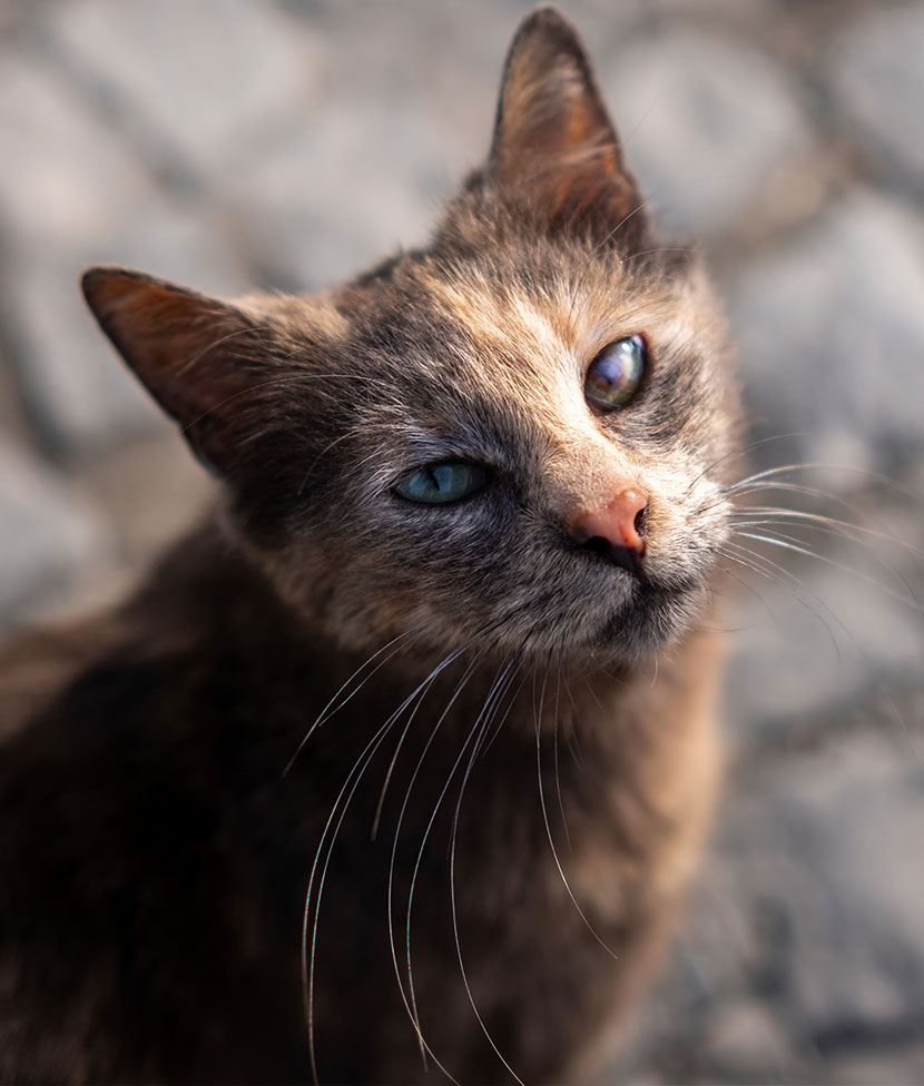 Sehr alte Katze schaut in die Kamera
