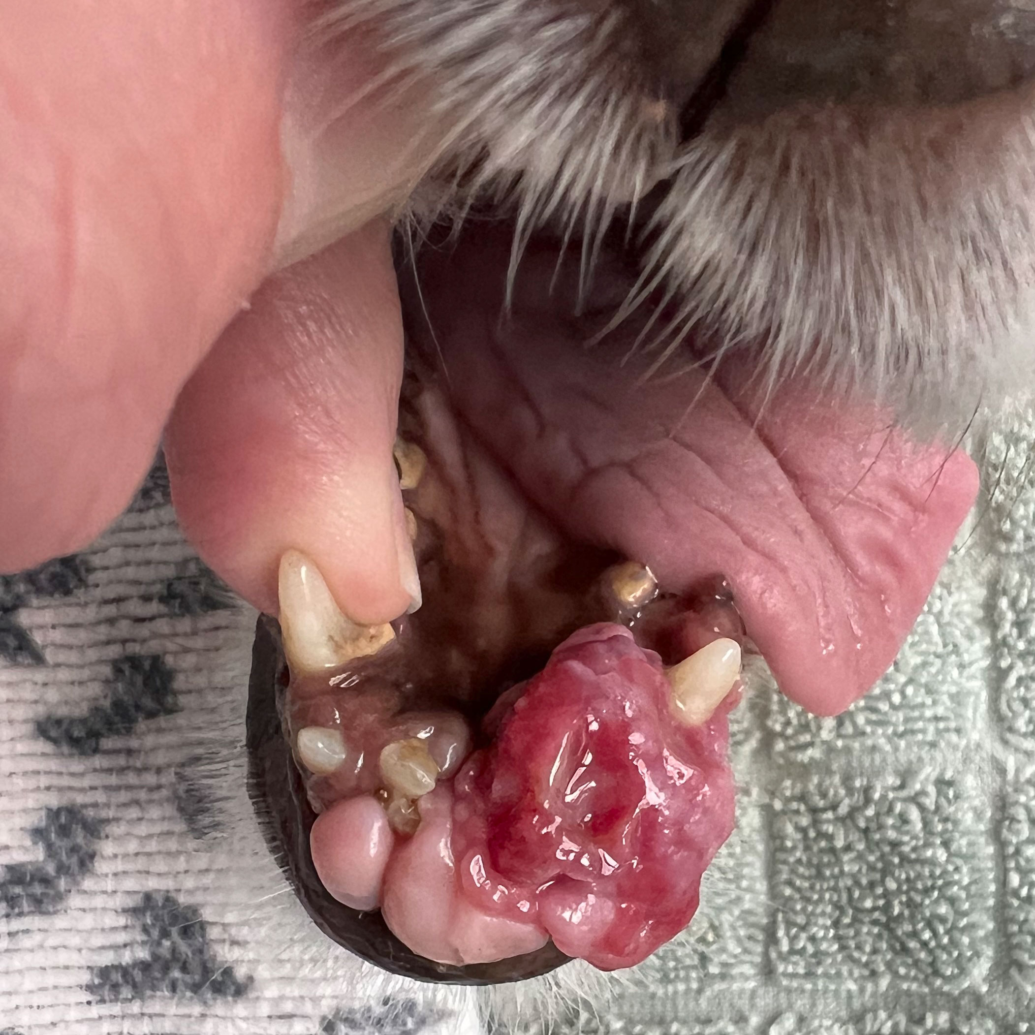 Detailaufnahme einer Hundeschnautze mit einem sehr großen, gewucherten Zahnfleischgeschwulst am Unteren Zahnrand