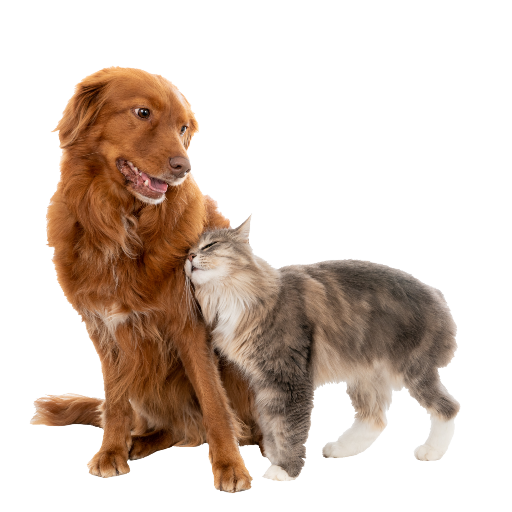 Eine grau getiegerte Katze schmust sich an einen brauen Hund