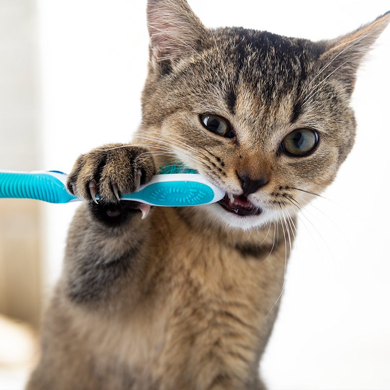 Detailaufnahme einer süßen jungen, grau-getiegerten Katze, die an einer Zahnbürste kaut