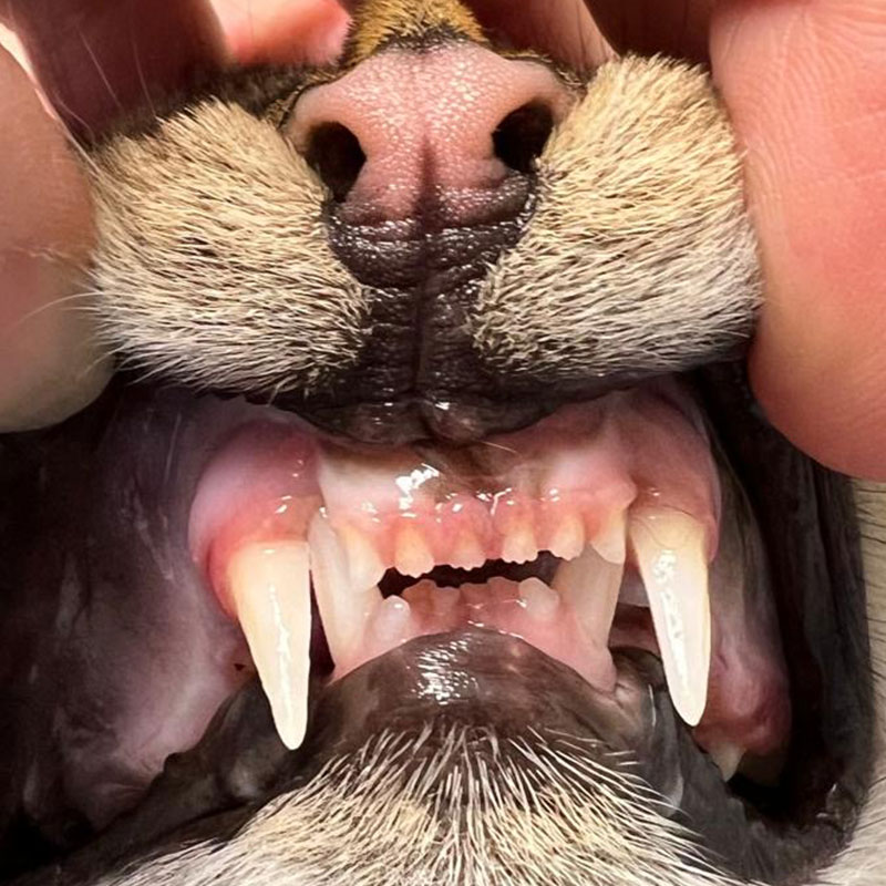 Detailaufnahme einer Katzenschnauze mit Fokus auf die Zähne, man sieht eine Zahnfehlstellung