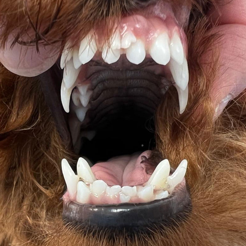 Detailaufnahme einer Hundeschnauze mit Fokus auf die Zähne, man sieht überzählige Milchzähne