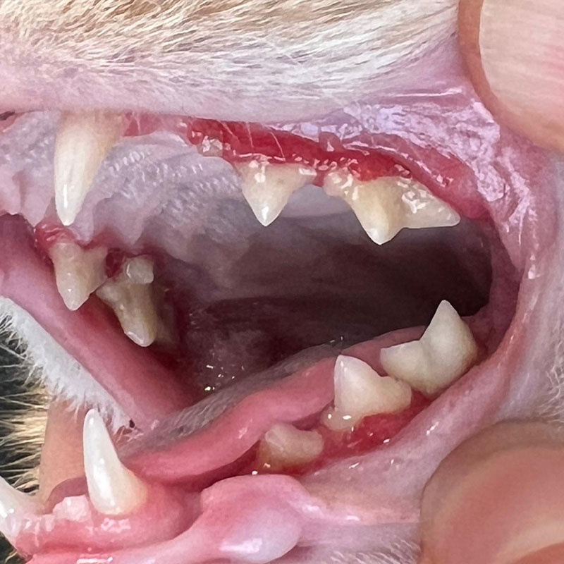 Detailaufnahme einer Katzenschnauze mit Fokus auf die Zähne, man sieht wundes und gerötetes Zahnfleisch
