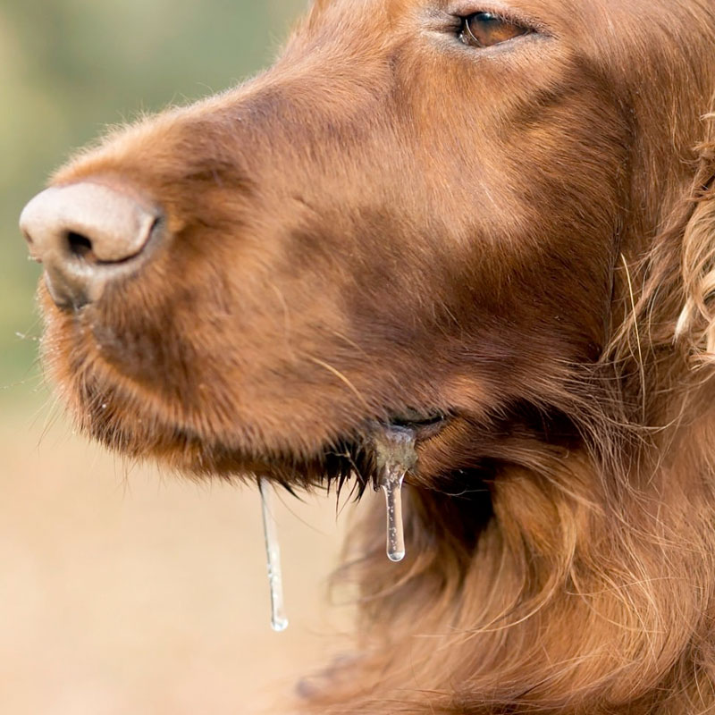 Detailaufnahme eines braunen Hundekopfes, der am Maul stark speichelt